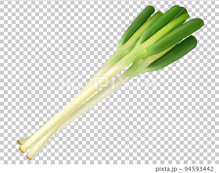 Hand-drawn illustration of three white onions in a realistic style Hand-drawn illustration of three white onions in a realistic style 94593442