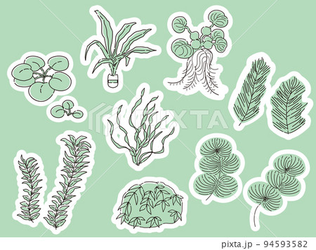 水草のイラストセット アクアリウム 水槽 水草のイラストセット アクアリウム 水槽 94593582