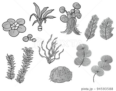 水草のイラストセット アクアリウム 水槽(白黒) 水草のイラストセット アクアリウム 水槽(白黒) 94593588