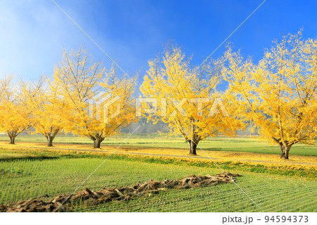 渡場のイチョウ並木の紅葉 渡場のイチョウ並木の紅葉 94594373