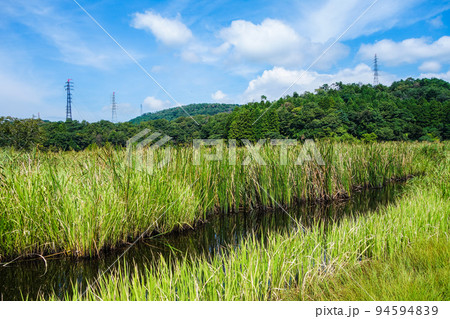 中池見湿地 池のほとり 福井県敦賀市 中池見湿地 池のほとり 福井県敦賀市 94594839
