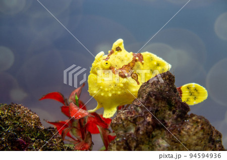 黄色のアンコウ 黄色のアンコウ 94594936