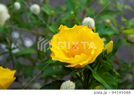 街中に咲くブッソウゲ(ハイビスカスの原種) 街中に咲くブッソウゲ(ハイビスカスの原種) 94595088