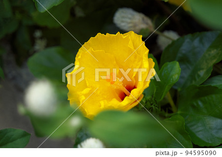 街中に咲くブッソウゲ（ハイビスカスの原種） 94595090