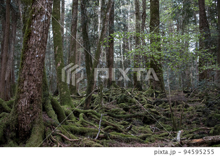 美しい青木ヶ原樹海 美しい青木ヶ原樹海 94595255