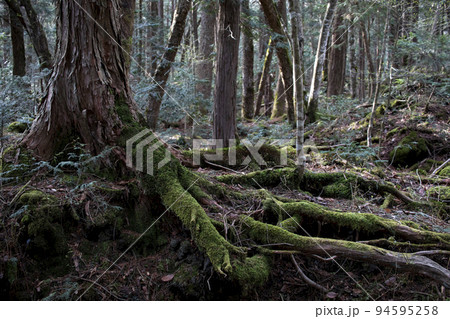 富士山の原生林 富士山の原生林 94595258