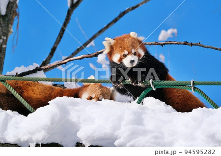 レッサーパンダ・冬の旭山動物園（北海道旭川市） 94595282