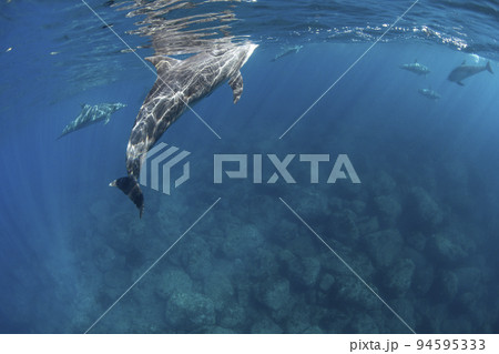 海豚の水中撮影 94595333