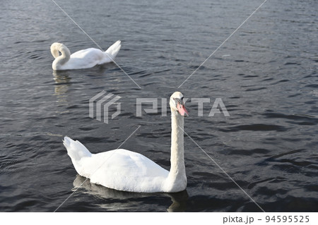 山梨県の山中湖で優雅に泳ぐ白鳥たち 94595525