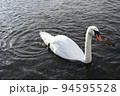 山梨県の山中湖のきれいな白色の羽の白鳥 94595528