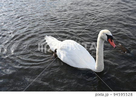 山梨県の山中湖のきれいな白色の羽の白鳥 94595528