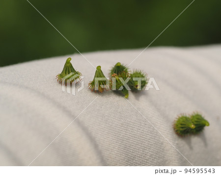 キンミズヒキの実（くっつき虫） 94595543