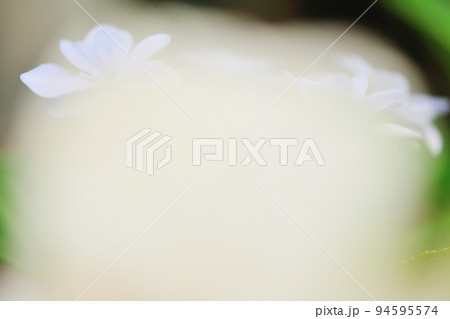 くちなしの花の前ボケの中の埼の﨑アジサイの花 くちなしの花の前ボケの中の埼の﨑アジサイの花 94595574