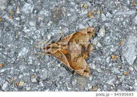フリッツェホウジャク(沖縄県・石垣島) フリッツェホウジャク(沖縄県・石垣島) 94595693