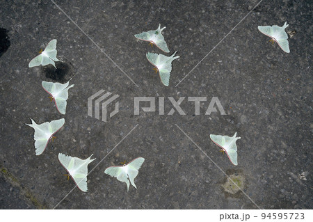 灯火に集まるオオミズアオ（北海道・知床） 94595723