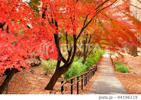上田城跡公園の紅葉 上田城跡公園の紅葉 94596219