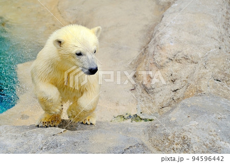 旭山動物園・ホッキョクグマの赤ちゃん　（北海道旭川市） 94596442