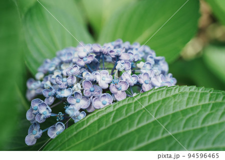 紫陽花 アジサイ あじさい 94596465