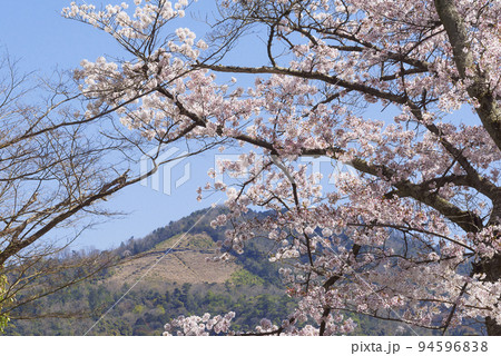 春の京都大文字山と桜 春の京都大文字山と桜 94596838