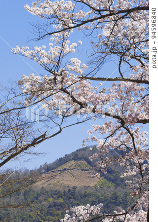 春の京都大文字山と桜 春の京都大文字山と桜 94596840