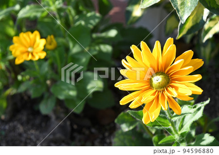 ルドベキア アマリロゴールド ルドベキア アマリロゴールド 94596880