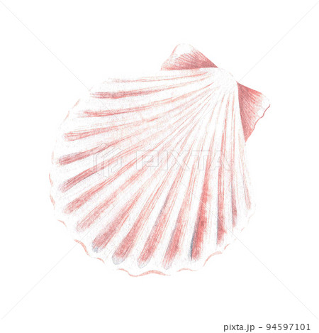 Pink scallop shell. Watercolor illustration. Isolated on a white background. Pink scallop shell. Watercolor illustration. Isolated on a white background. 94597101