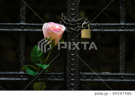 a rose tucked between the bars of a locked gate 94597480