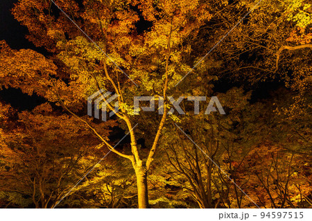 京都東山の秋 東福寺 紅葉ライトアップ 京都東山の秋 東福寺 紅葉ライトアップ 94597515