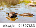 【沖縄県竹富島】水浴びする水牛 94597833