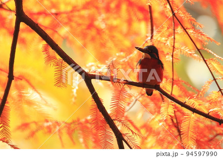 メタセコイアの紅葉とカワセミ 94597990