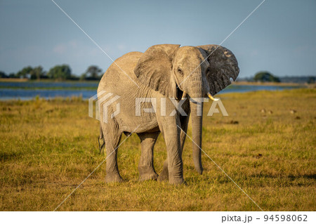 African elephant stands by river watching camera 94598062