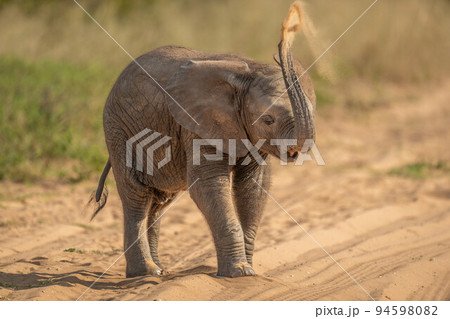 African elephant baby throwing sand over back African elephant baby throwing sand over back 94598082