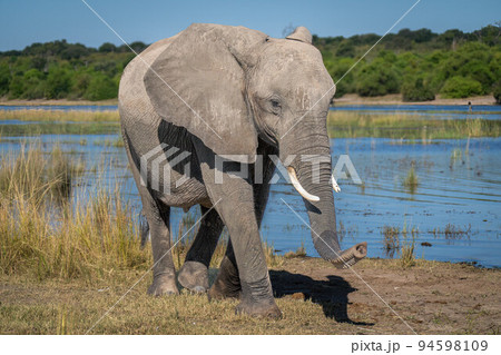 African bush elephant walks down sunlit riverbank 94598109