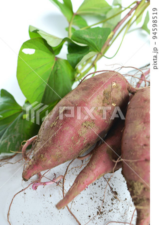 サツマイモ（収穫後）物撮り13 94598519