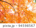 見上げると紅葉 94598567