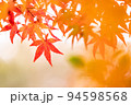 主張するモミジ 94598568