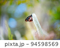 吸蜜するアサギマダラ 94598569