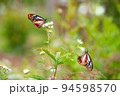 アサギマダラ 94598570
