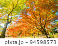 モミジの巨木 94598573