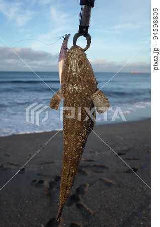 平砂浦のマゴチ 平砂浦のマゴチ 94598806
