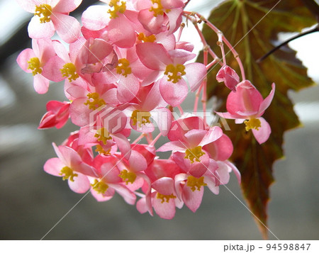 可愛いピンク色の花 熱帯植物(3月)キダチベゴニア05 可愛いピンク色の花 熱帯植物(3月)キダチベゴニア05 94598847