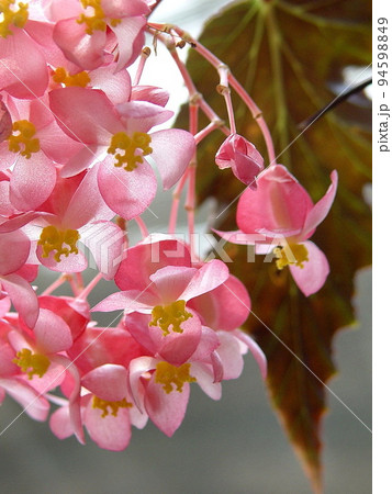 Cute pink flower tropical plant (March) Kidachi - Stock Photo