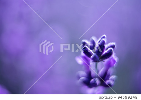 Lavender flower background with beautiful purple colors and bokeh lights. Blooming lavender in a field at sunset in Provence, France. Close up. Selective focus. Lavender flower background with beautiful purple colors and bokeh lights. Blooming lavender in a field at sunset in Provence, France. Close up. Selective focus. 94599248