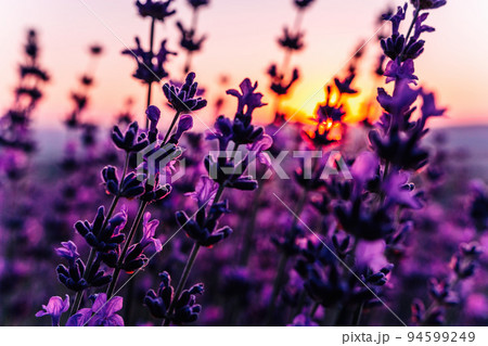 Lavender flower background with beautiful purple colors and bokeh lights. Blooming lavender in a field at sunset in Provence, France. Close up. Selective focus. 94599249