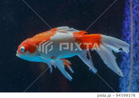 目が特徴的な受け口の金魚 94599376
