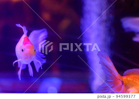 アーティスティックな金魚 94599377