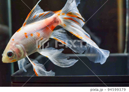 目が大きくてヒレが綺麗な金魚 94599379