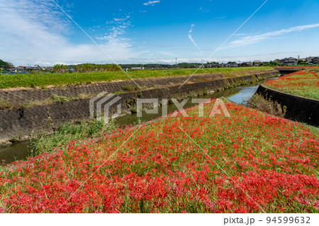 愛知県半田市　童話ごんぎつねの里として知られる矢勝川沿いの彼岸花の群生地 94599632