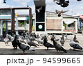 鳩の大群 94599665