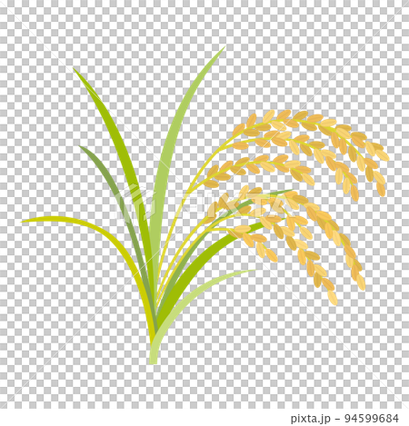 米的例證 米的例證 94599684